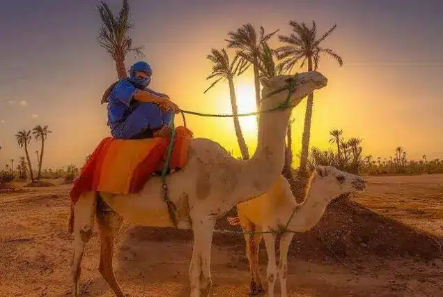 Camel Ride