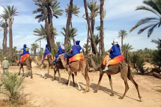 Camel Ride