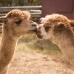 Camel Ride, morocco travel